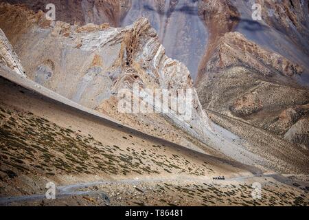 Indien, Bundesstaat Jammu und Kashmir, Himalaya, Ladakh, Zanskar, Hanupatta, Karawane der Esel auf der Strecke (4200m) von Sisir La Pass (4760 m) in Richtung Photoksar Stockfoto