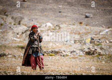 Indien, Bundesstaat Jammu und Kashmir, Himalaya, Ladakh, Zanskar, ältere Frau in einem Feld in der Nähe des Dorfes Photoksar (4120 m) Stockfoto