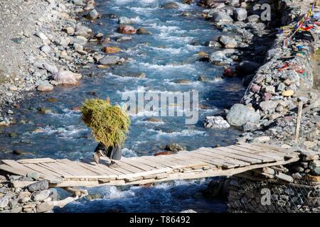 Indien, Bundesstaat Jammu und Kashmir, Himalaya, Ladakh, Zanskar, ältere Frau, die aus dem Futter chore über eine Brücke in der Nähe des Dorfes Photoksar (4120 m) Stockfoto