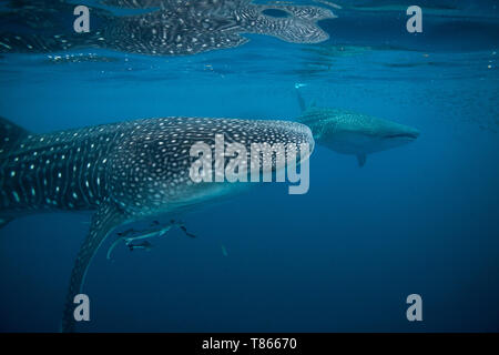 Ein paar der Walhaie (Firma IPCON typus) Ernährung in der Nähe der Oberfläche in der Honda Bay, Puerto Princesa, Palawan, Philippinen. Stockfoto