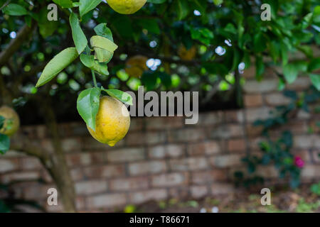 Einzigen organischen gelb Zitrone wächst auf einem Lemon Tree in einem Garten im Hinterhof, Bio vegan auf pflanzlicher Basis null Abfall Lebensstile Stockfoto