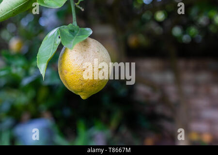 Einzigen organischen gelb Zitrone wächst auf einem Lemon Tree in einem Garten im Hinterhof, Bio vegan auf pflanzlicher Basis null Abfall Lebensstile Stockfoto