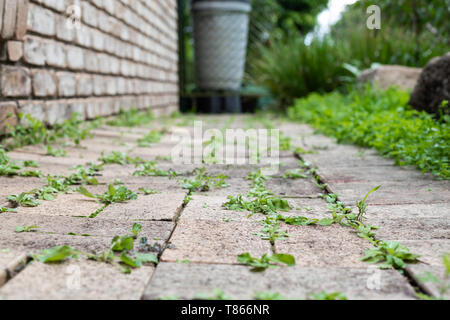 Gartenweg bewachsen mit kleinen Unkraut zwischen den Ritzen der Bürgersteig Stockfoto