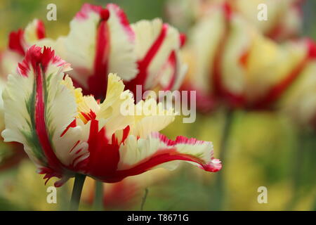 Papagei Tulpe 'Flaming Parrot' × Tulipa gesneriana Papagei Stockfoto