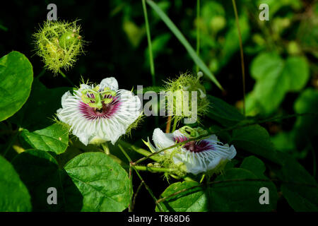 Passion Fruit Flower in Leidenschaft Obst Garten Stockfoto