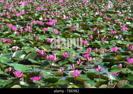 Diese spektakuläre Ort ist die Heimat von Millionen von Lotus Blumen und passenderweise den Roten Lotus Meer oder Talay Bua Daeng Stockfoto