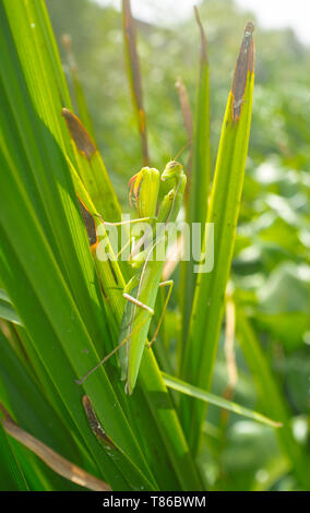 Grüne erwachsenes Weibchen von Mantis religiosa am Fluss Guadiana bak Vegetation. Auch als Gottesanbeterin bekannt Stockfoto