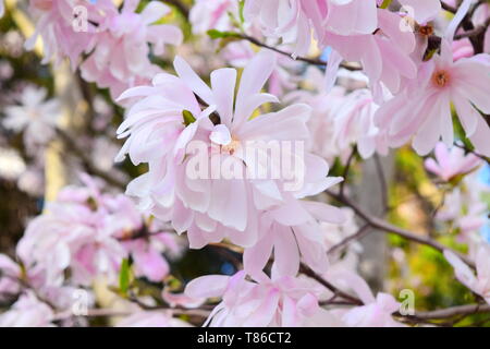 Magnolie in voller Blüte Stockfoto