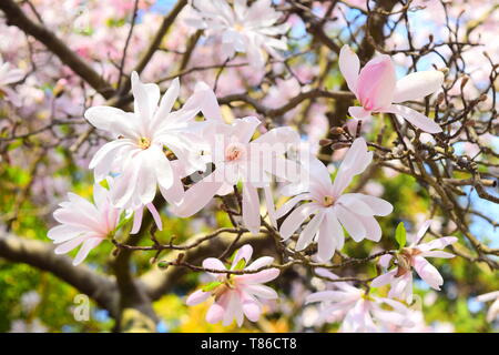 Magnolie in voller Blüte Stockfoto