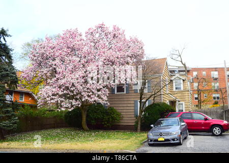 Magnolie in voller Blüte Stockfoto