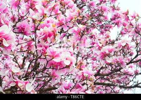 Magnolie in voller Blüte Stockfoto