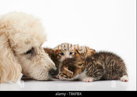 Pudel Hund und kleine Kitty Sniffing auf weißem Hintergrund Stockfoto