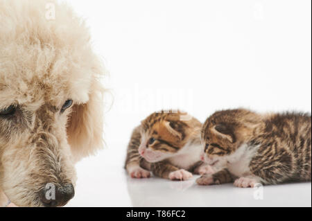 Traurig Pudel Hund auf kitty Hintergrund isoliert Stockfoto