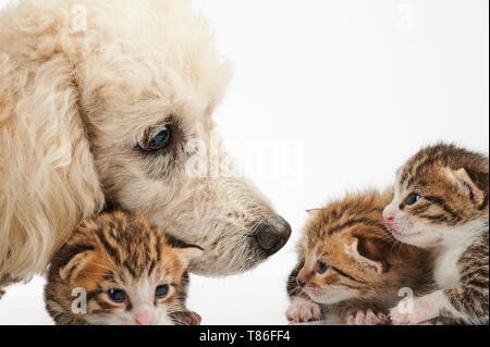 Pudel Hund kümmern sich um kleine Kitty auf weißem Hintergrund Stockfoto