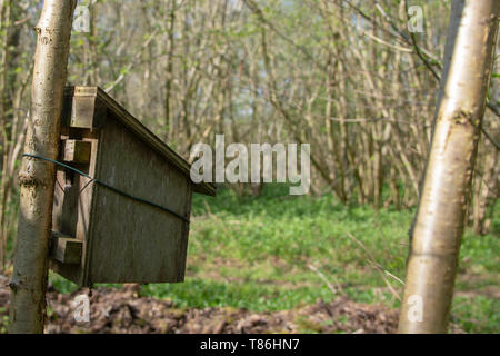 Haselmaus (Muscardinus avellanarius) coppiced Hasel (Corylus avellana) Stockfoto