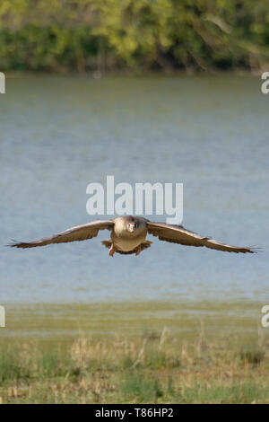 Graugans (Anser Anser) kommt an Land. Stockfoto