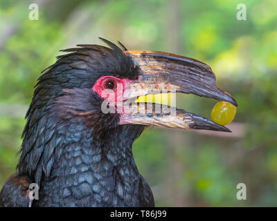 Trompeter hornbill Bycanistes bucinator (Captive) Stockfoto