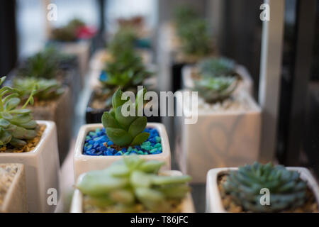 Gruppe Kakteen kleine Töpfe Hintergrund flache Tiefenschärfe Stockfoto