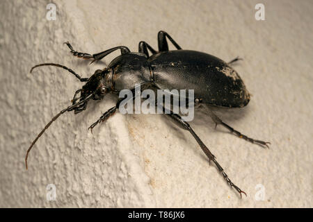 Glatte Masse Käfer (lat. Carabus glabratus) Stockfoto