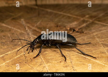 Glatte Masse Käfer (lat. Carabus glabratus) Stockfoto