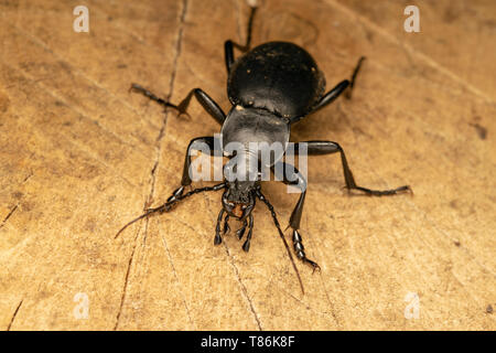 Glatte Masse Käfer (lat. Carabus glabratus) Stockfoto