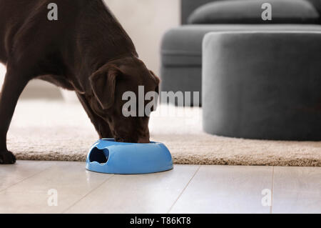 Lustig hund Trinkwasser zu Hause Cute Stockfoto