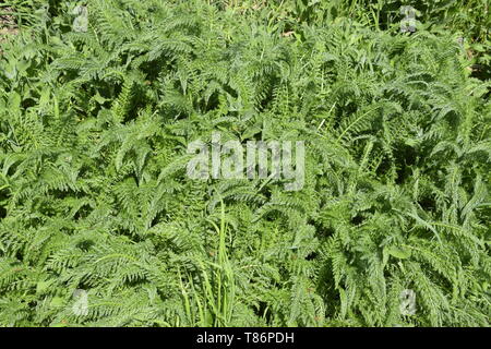 Blätter von einem jungen Schafgarbe. samt Blätter. Stockfoto