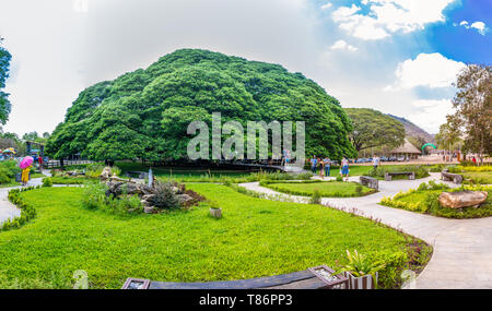 Kanchanaburi, Thailand - 28 April, 2019: eine gigantische Rain Tree (Baum) Chamchuri, Kanchanaburi, Thailand oder riesigen Affen Pod Baum mit vielen touri Stockfoto