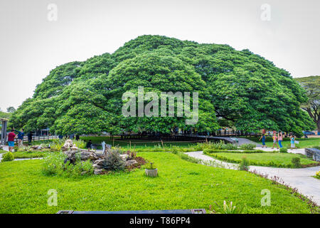 Kanchanaburi, Thailand - 28 April, 2019: eine gigantische Rain Tree (Baum) Chamchuri, Kanchanaburi, Thailand oder riesigen Affen Pod Baum mit vielen touri Stockfoto