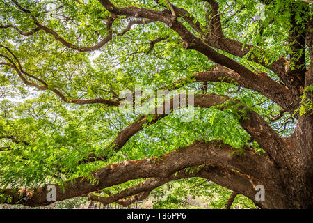 Riesige grün Baum bei Kanchanaburi oder Big chamchuri Thailand. Kopieren raum Hintergrund Stockfoto