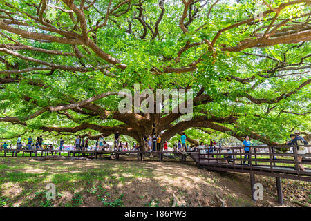 Kanchanaburi, Thailand - 28 April, 2019: eine gigantische Rain Tree (Baum) Chamchuri, Kanchanaburi, Thailand oder riesigen Affen Pod Baum mit vielen touri Stockfoto