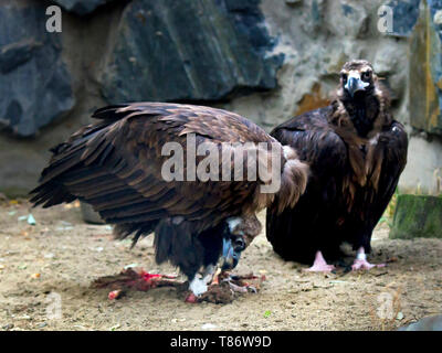 Paar Cinereous Geier, Aegypius monachus, Fleisch zu essen, von der Karkasse. Stockfoto