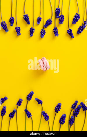 Single Rosa Makronen und Blau muscari Blumen auf gelben Hintergrund. Overhead shot. Flach. Vertikale rahmen Zusammensetzung Stockfoto