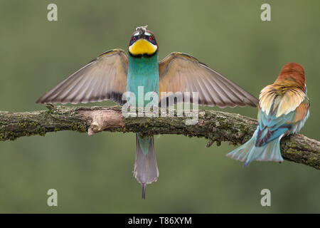 Wunderbare Landung der Europäischen bee Eater (Merops apiaster) Stockfoto