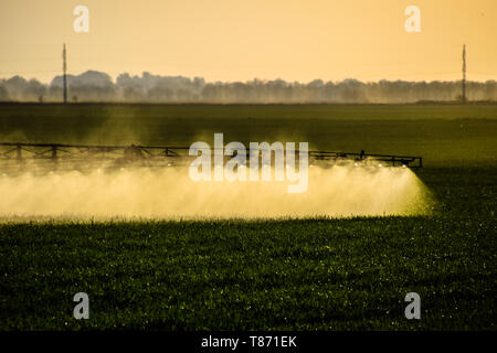 Jets von Flüssigdünger aus dem Traktor Feldspritze. Traktor mit Hilfe einer Spritze sprays Flüssigdünger auf jungen Weizen im Feld. Die Verwendung Stockfoto