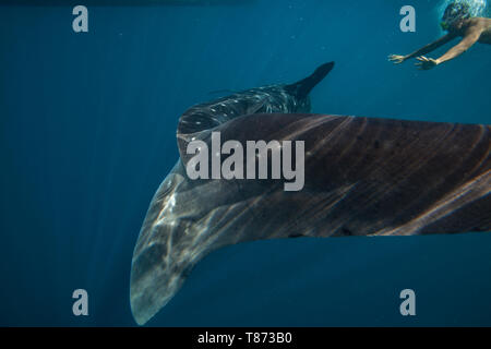 Schwimmer der Annäherung an einen Walhai (Firma IPCON typus) in der Honda Bay, Puerto Princesa, Palawan, Philippinen. Stockfoto