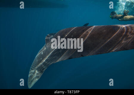 Schwimmer der Annäherung an einen Walhai (Firma IPCON typus) in der Honda Bay, Puerto Princesa, Palawan, Philippinen. Stockfoto