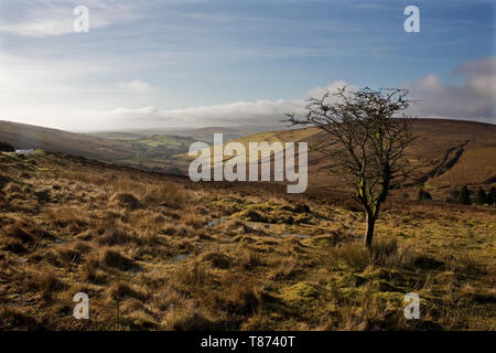 Der Westen Webburn River Valley von Hookney, Dartmoor, Devon, Großbritannien Stockfoto