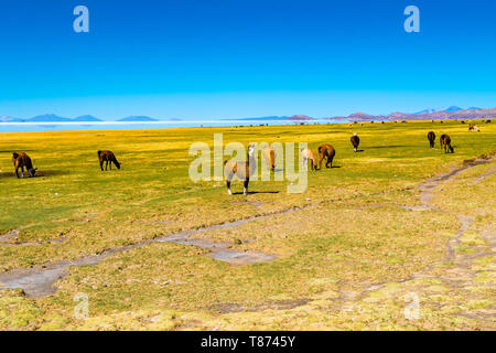 Lamas grasen in dem Gebiet am Ufer des Salar de Uyuni im Dorf Coqueza in Bolivien Stockfoto