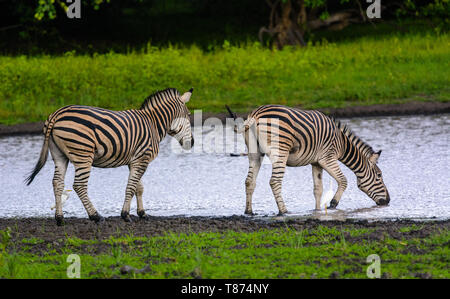 Zwei südlichen Zebra geben Sie das Wasser an einem Wasserloch in Malawi Stockfoto