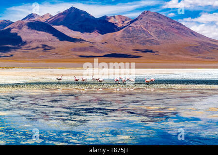 Blick auf James s Flamingos an der Canapa See in der andinen Hochebene, Bolivien Stockfoto