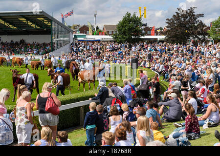 Massen von Menschen sitzen, die von Main-Arena in Sonne, Watch Grand Almabtrieb (Vieh & Handler) - Die große Yorkshire zeigen, Harrogate, England, UK. Stockfoto