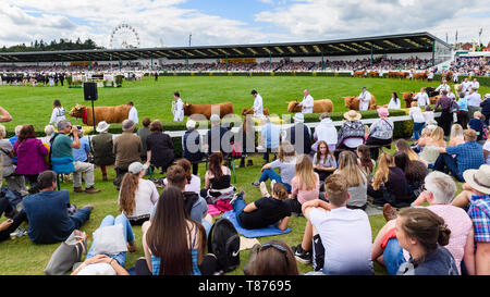 Grosse Masse von Menschen sitzen, die von Main-Arena in Sonne, Watch Grand Almabtrieb (Vieh & Handler) - Die große Yorkshire zeigen, Harrogate, England, UK. Stockfoto