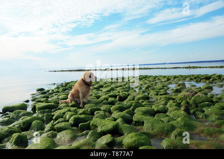 Die Hunderasse golden retriever Nass nach dem Baden sitzen auf grüne Steine an der Bucht Stockfoto