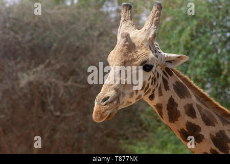 Eine Nahaufnahme einer Giraffe (GIRAFFA) mit grüner Büsche in den Hintergrund. Stockfoto