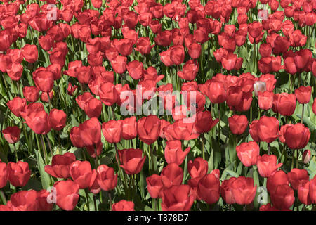 Nahaufnahme von roten Tulpen auf der Oberseite in einem Feld von roten Tulpen Stockfoto