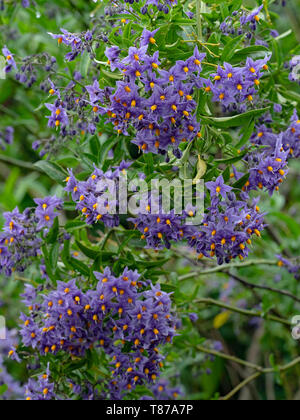 Braune Ratten Rattus norvegicus in Farm Barn Stockfoto