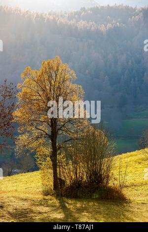 Frankreich, Hautes Alpes, Dévoluy massiv, Saint Etienne en Dévoluy, Schwarzpappel (Populus nigra) mit Herbstlaub Stockfoto