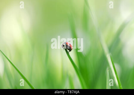 Morgentau auf Frühling Gras und kleinen Marienkäfer, natürliche Hintergrund. Selektiver Fokus Stockfoto