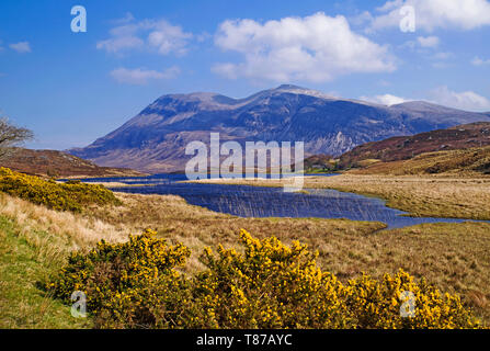 Arkle über Loch Stack, Sutherland, Scottish Highlands Großbritannien gesehen, sonnigen Frühling Morgen, blühenden Ginster Büsche im Vordergrund, Stockfoto